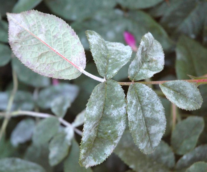 Какие болезни у растений вызывают вирусы мучнистую росу