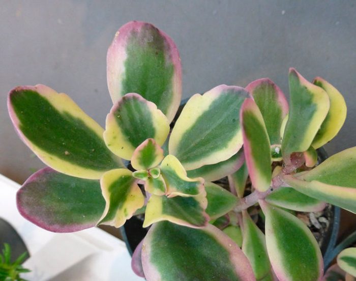 Kalanchoe