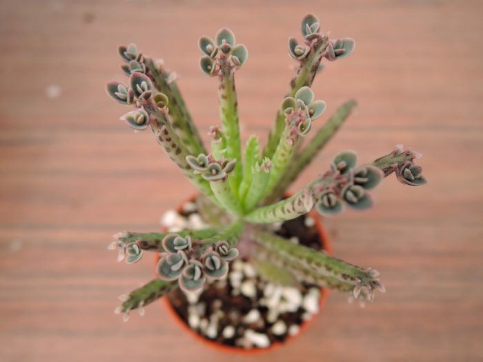 Kalanchoe