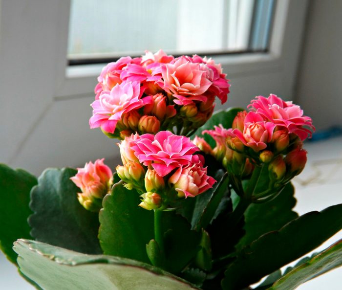 Kalanchoe