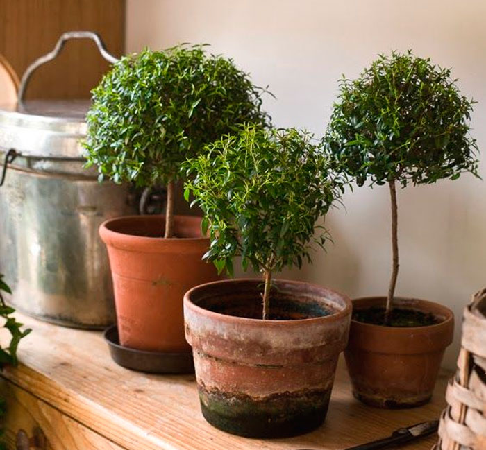 Растение мирт: выращивание и уход в домашних условиях