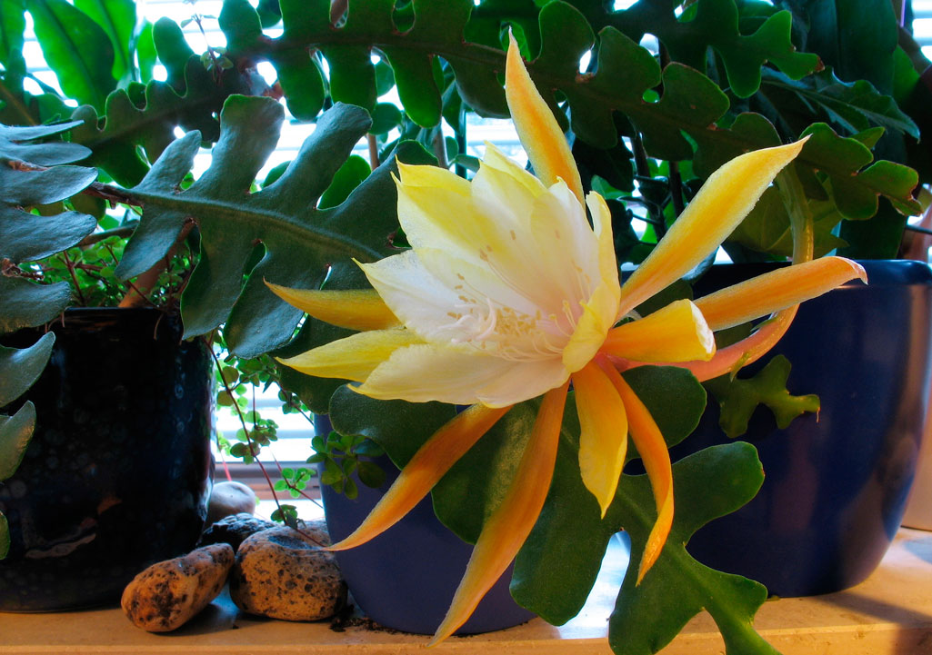 Красивые кактусы: как вырастить в домашних условиях + фото и видео