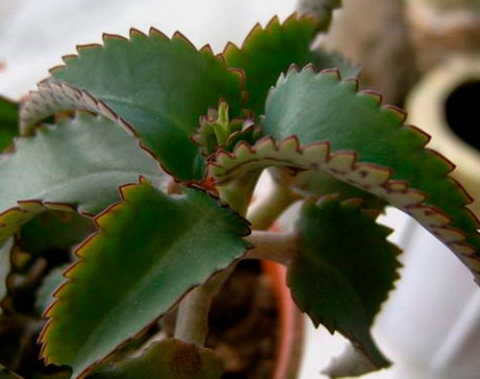 Kalanchoe