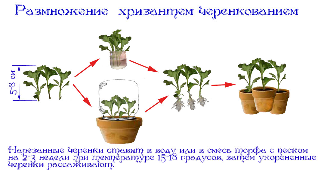 Размножение хризантем в домашних условиях и в саду