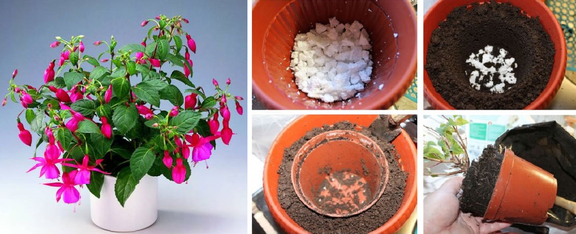 Фуксия - Fuchsia: фото, условия выращивания, уход и размножение | happyflora.ru