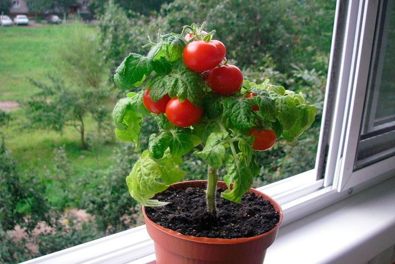 Выращивание томатов на балконе и подоконнике