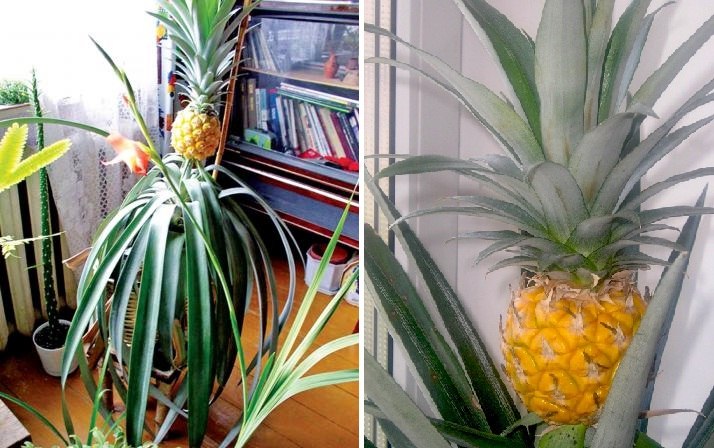 Как укоренить ананас из верхушки в домашних условиях пошагово с фото