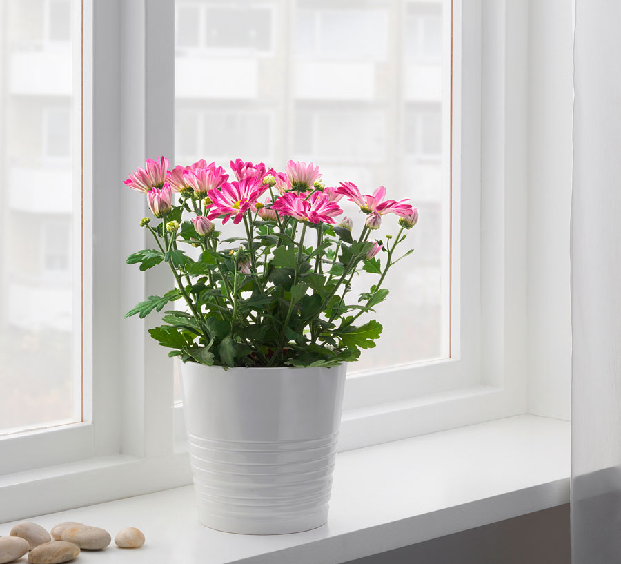 Почему не цветут хризантемы в домашних условиях - как ускорить цветение?