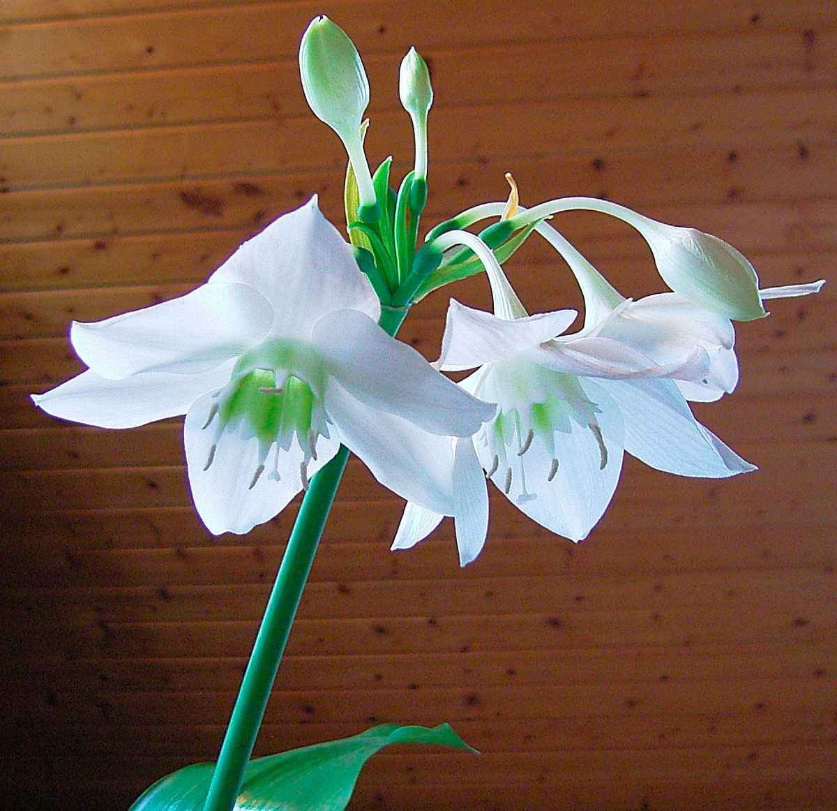 Эухарис Цветок Фото Комнатное Растение