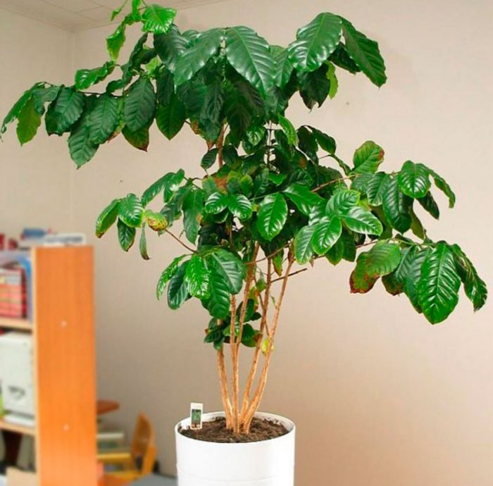 A coffee tree