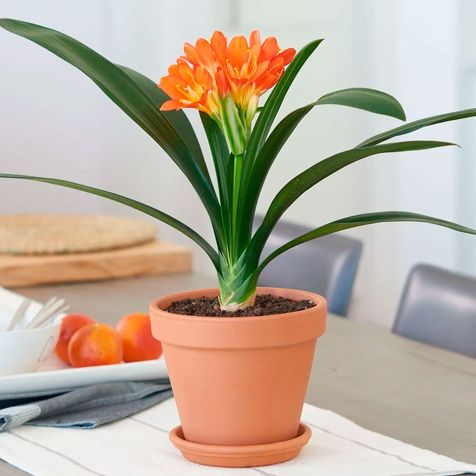 Кливия правила ухода в домашних условиях и причины неблагоприятного цветения Как размножить растение