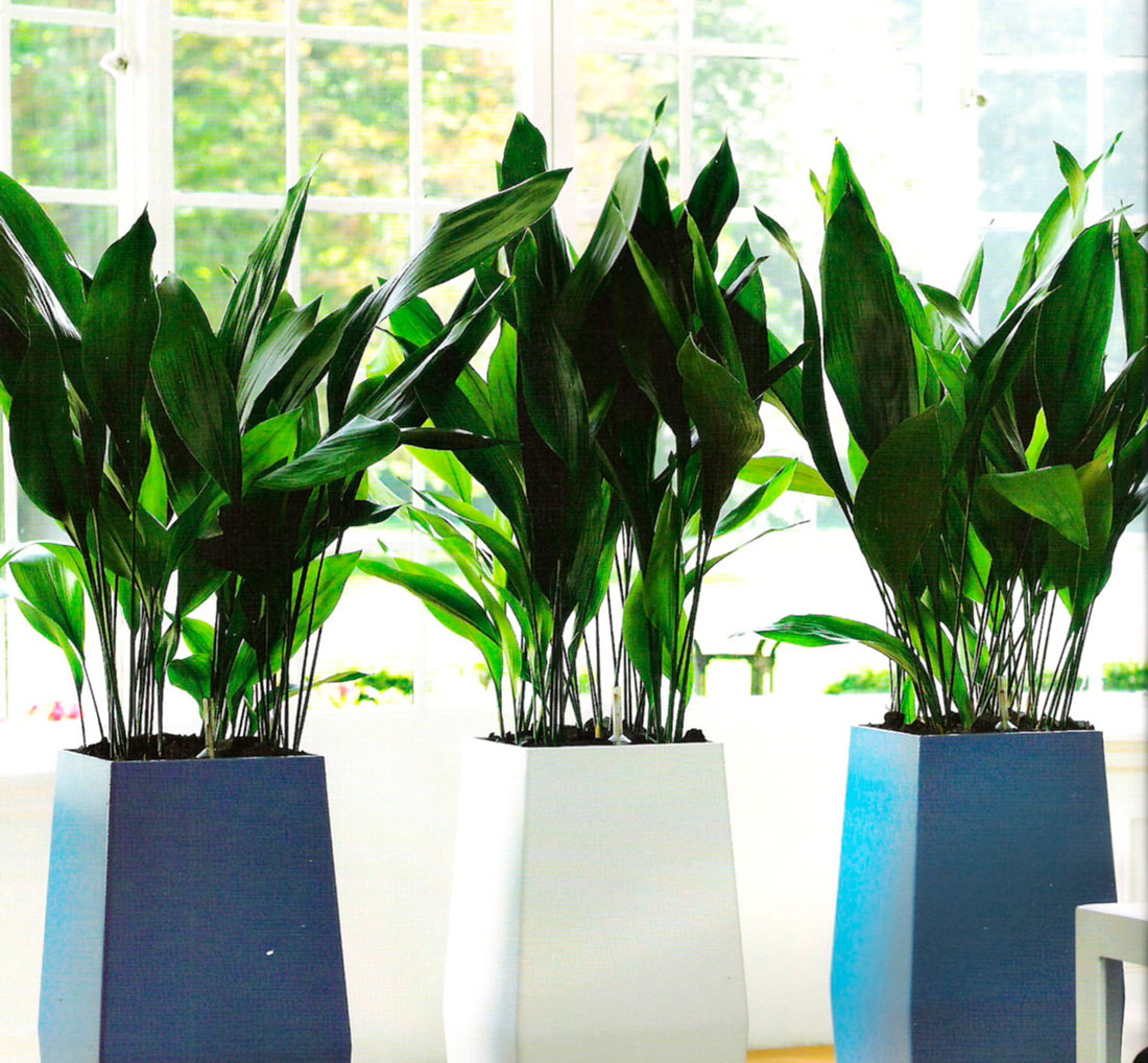 комнатные растения живущие в тени фото название