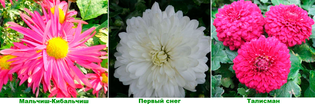 Пуансеттия купить комнатное растение в СПб в интернет – магазине