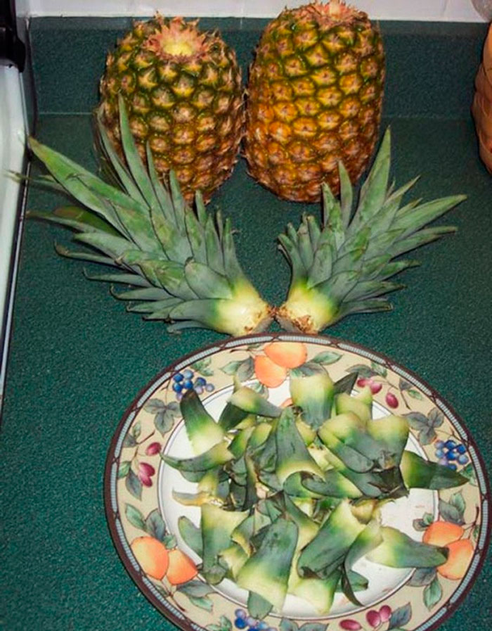 Подготовка к посадке комнатного ананаса