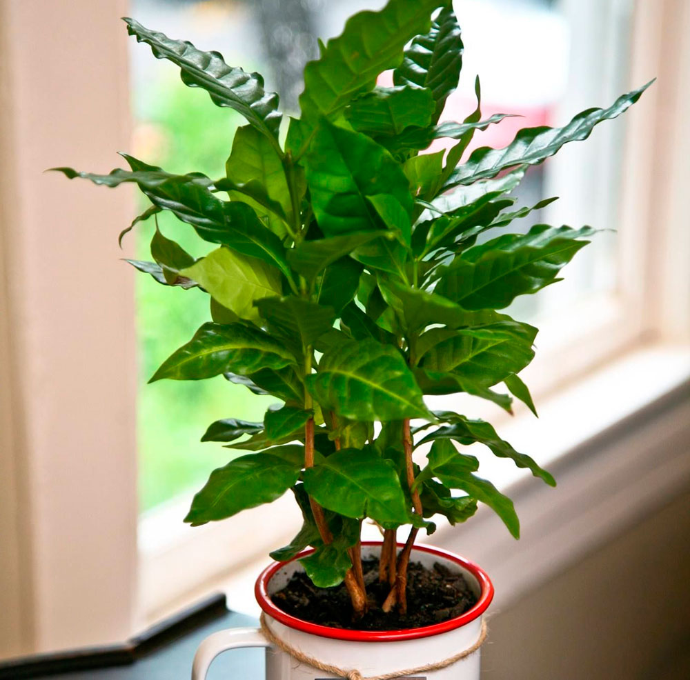 Кофейное дерево: уход и выращивание в домашних условиях
