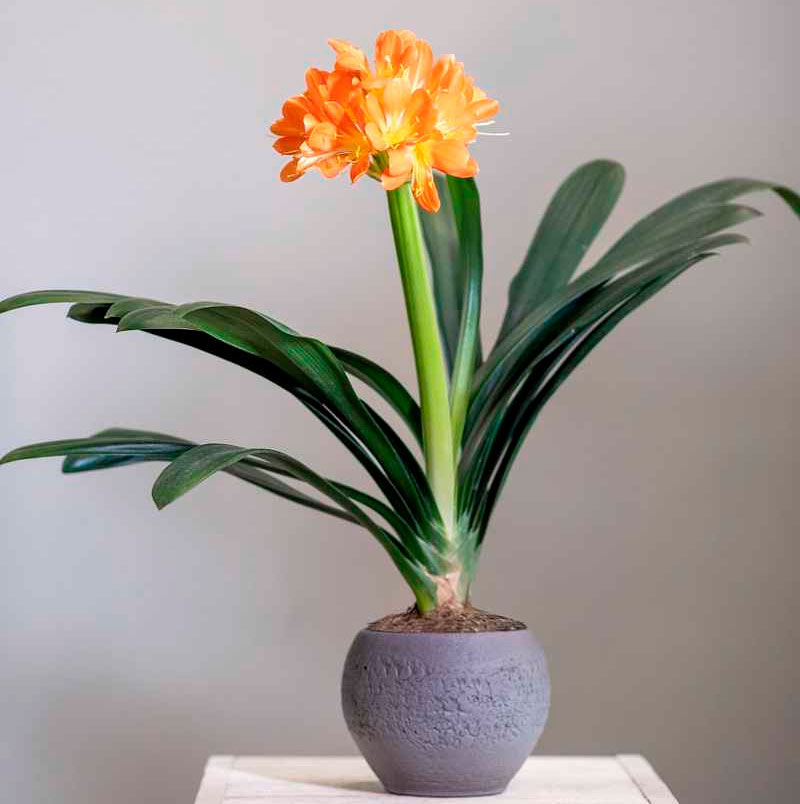 Кливия - растение с оранжевыми цветами