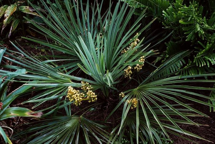 Трахикарпус карликовый (Trachycarpus nanus)