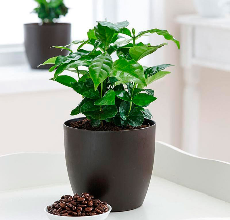 Советы по выращиванию кофейного дерева в домашних условиях, уход и подкормка
