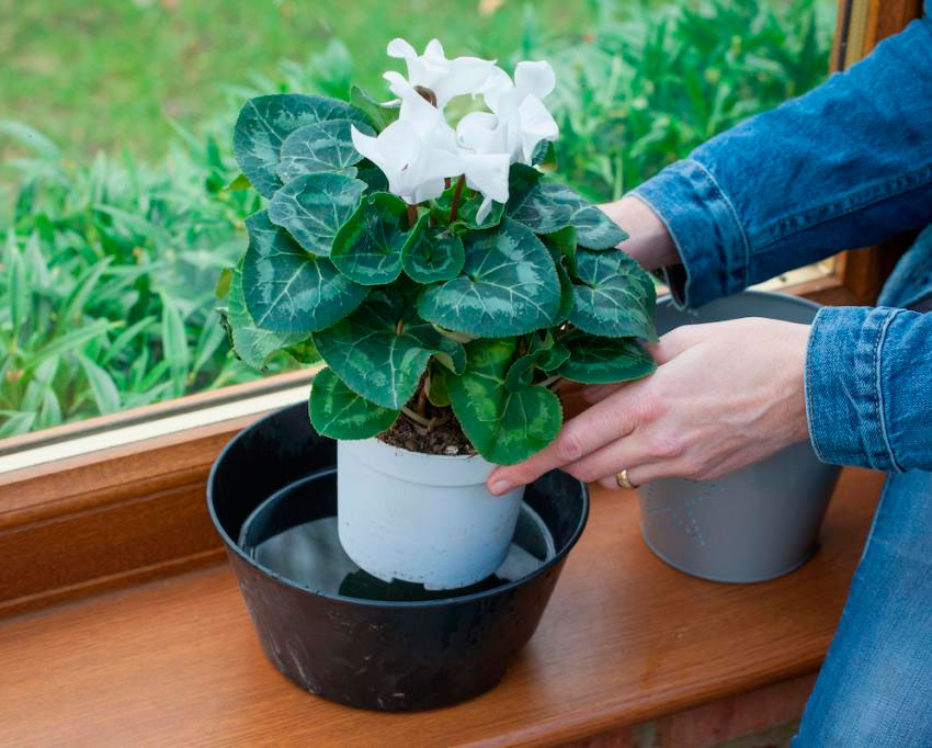 Как подобрать комнатные растения: аллергены осени