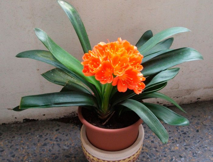 Clivia