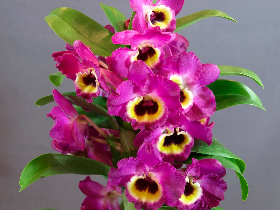 Орхидея дендробиум Уход в домашних условиях Размножение черенками и детками Пересадка