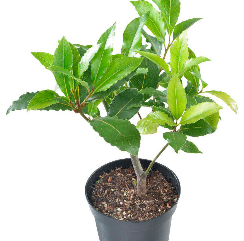 Лавровый лист: выращивание в домашних условиях, методы размножения, уход и пересадка (+фото дерева)