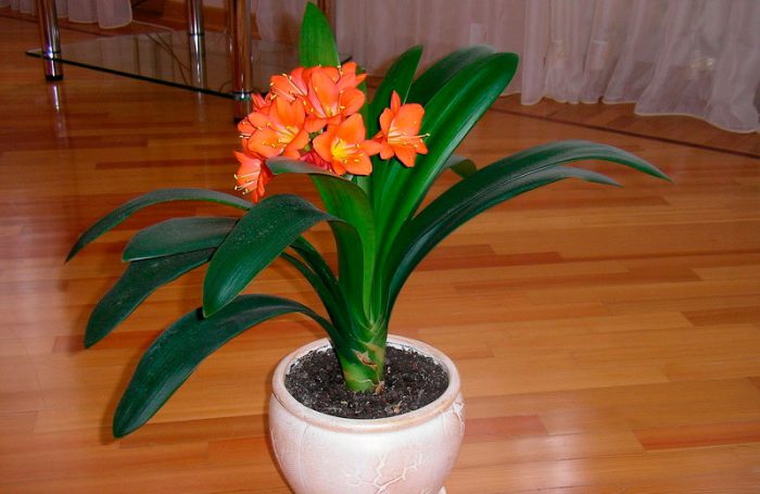 Clivia Plant: Home Care, Replanting And Propagation