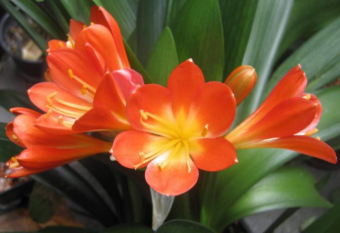 Clivia