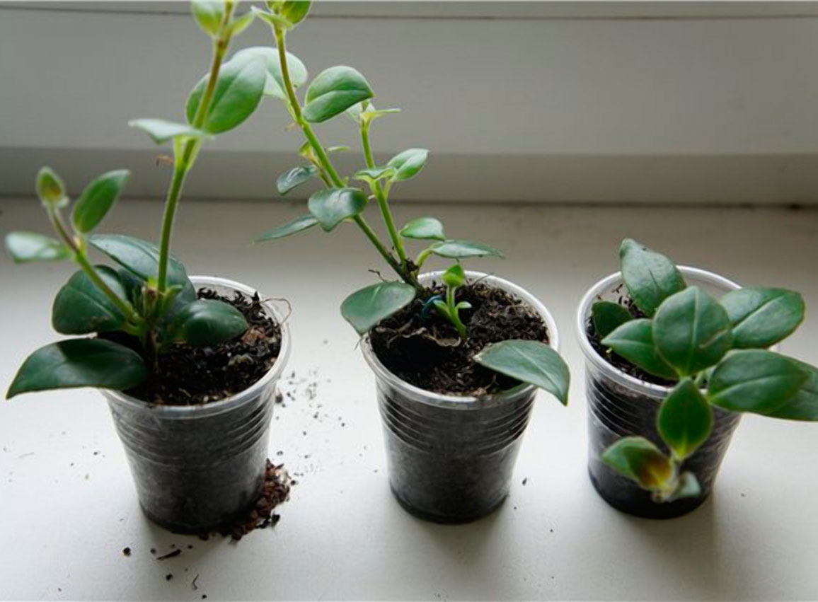 Эсхинантус: уход и выращивание в домашних условиях