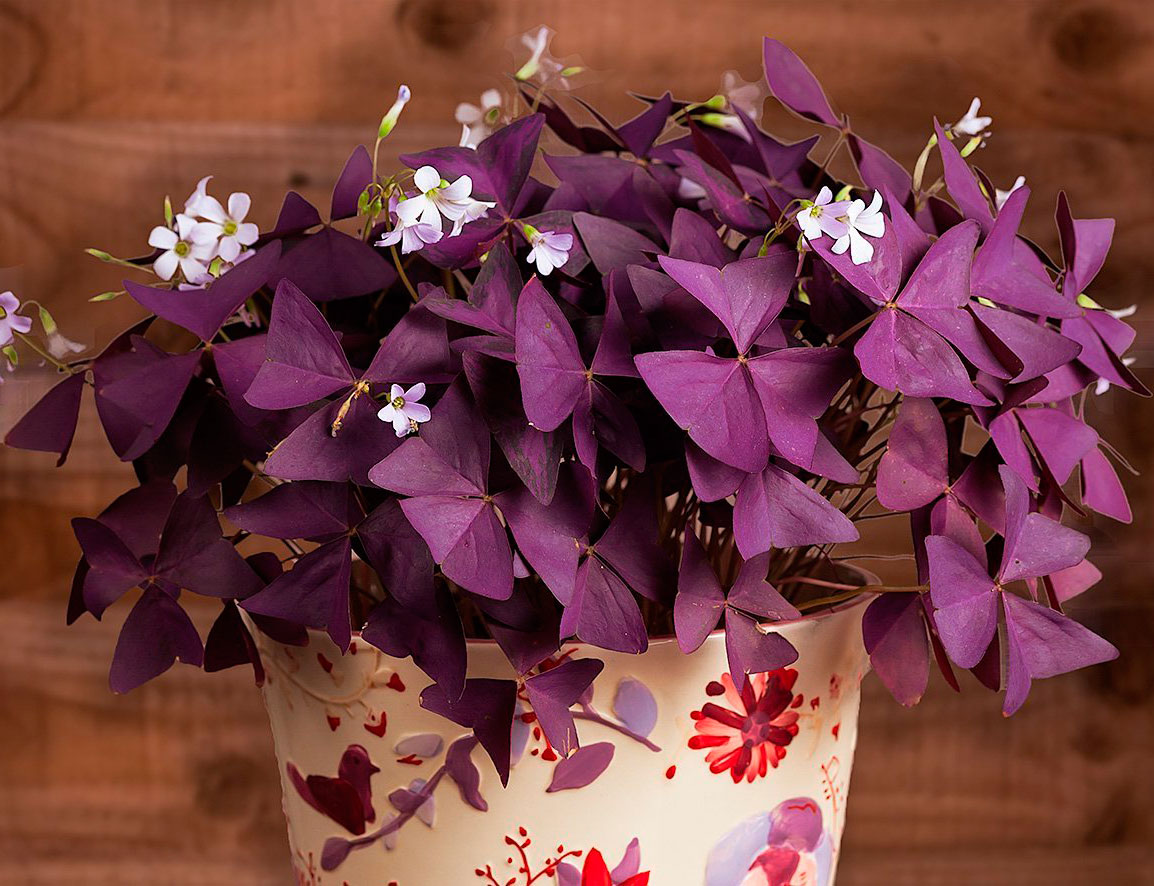 Кислица комнатная фиолетовая или оксалис, фото цветка, уход в домашних условиях