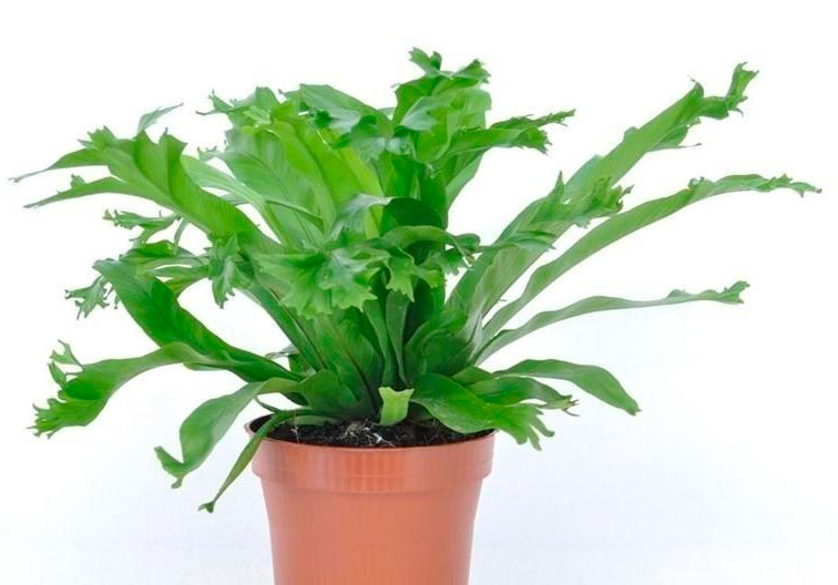 Асплениум - уход в домашних условиях, пересадка и размножение