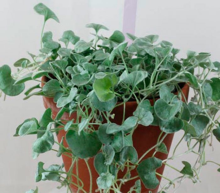 Можно ли выращивать дихондру как комнатное растение?