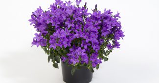 Кампанула (Жених и невеста)