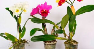 Орхидея Каттлея