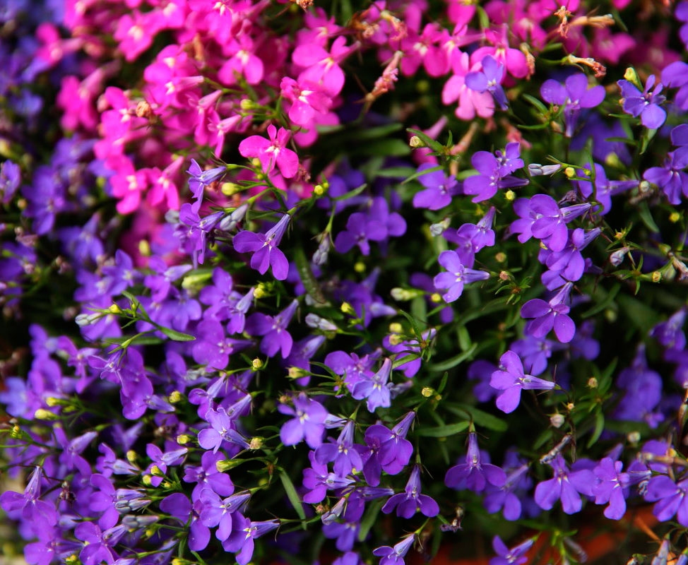 Цветок лобелия: виды, сорта, особенности выращивания и ухода, 50 фото в саду