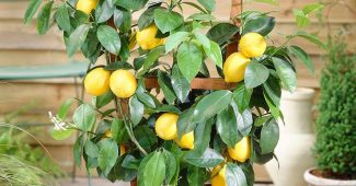 Домашний лимон