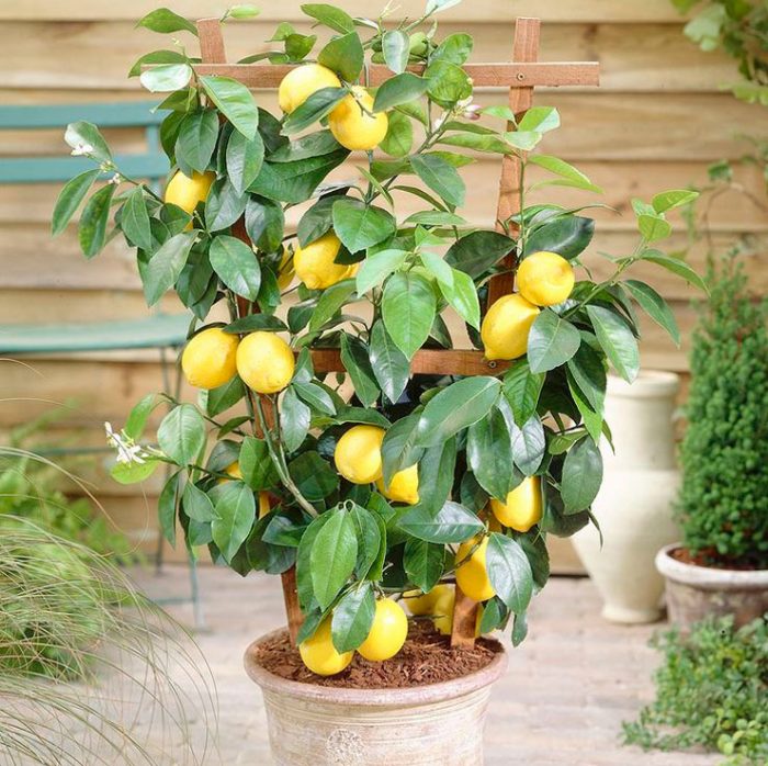 Лимонное дерево в домашних условиях фото посадка и уход