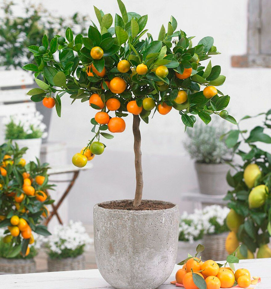 Фото апельсинового дерева в домашних условиях
