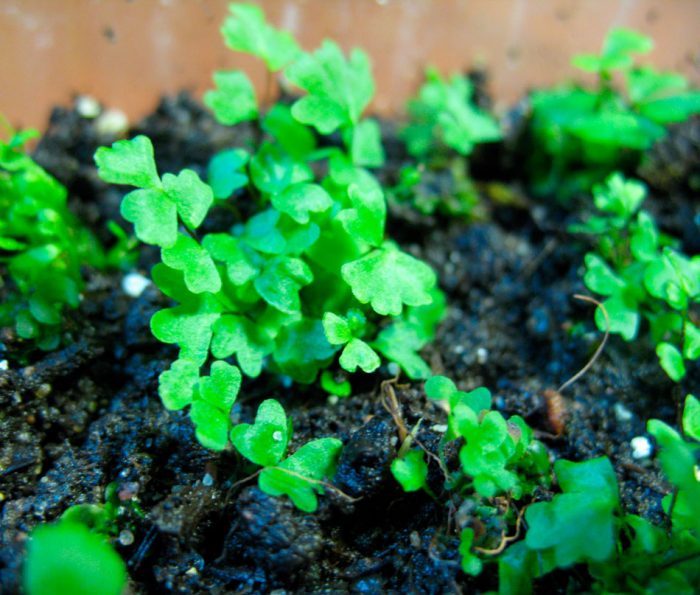 Asplenium