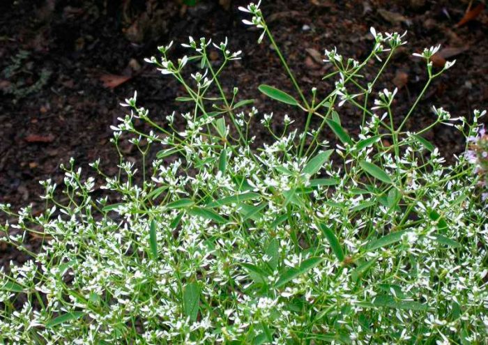 Молочай hypericifolia (Euphorbia hypericifolia)