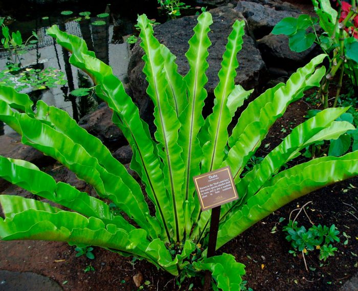 Asplenium hnízdo