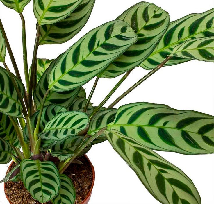 Эти 5 растений прощают мне любые ошибки в уходе: подойдут новичкам, ленивым или очень занятым