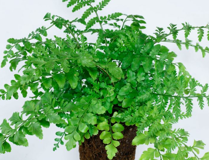 Asplenium