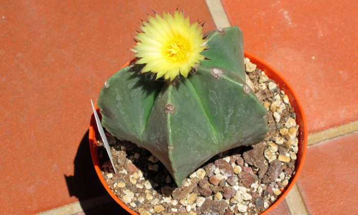 Astrophytum myriostigma