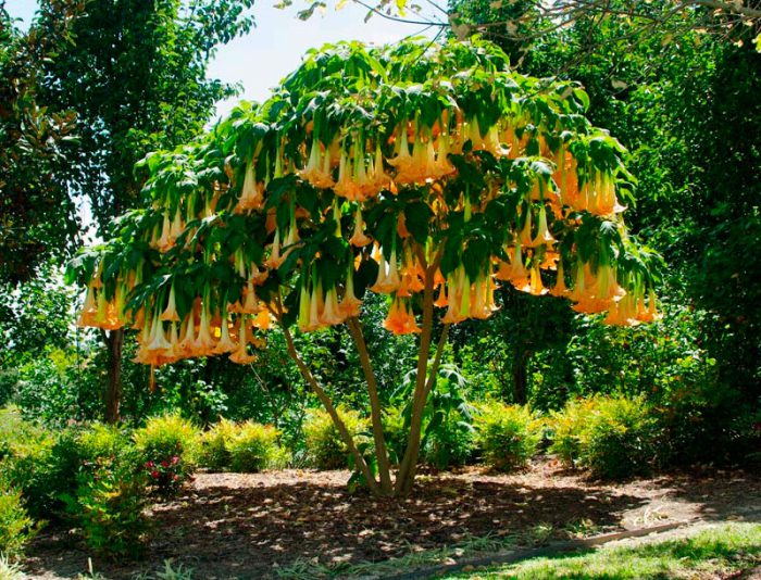 Brugmansia