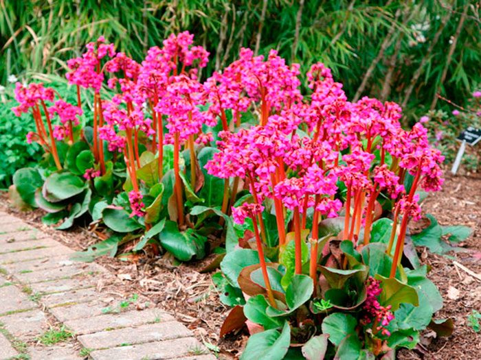 Бадан - многолетний цветок для сада
