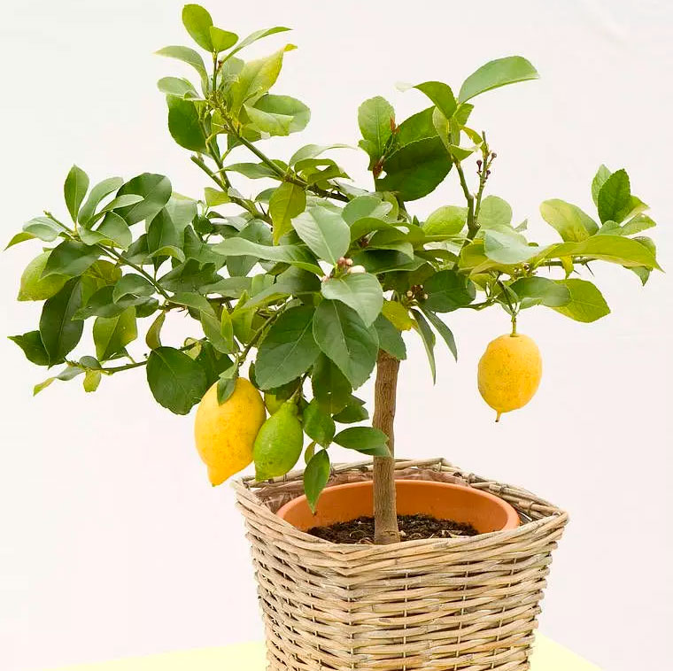 Формировочная обрезка дерева лимона в домашних условиях