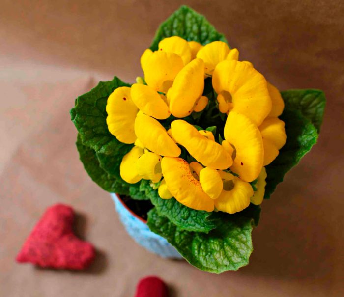 Кальцеолярия — эффектное декоративное растение