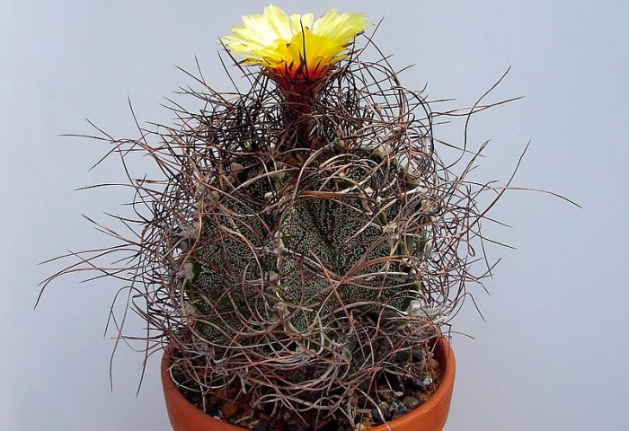 Astrophytum capricorne