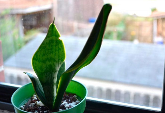 Sansevieria